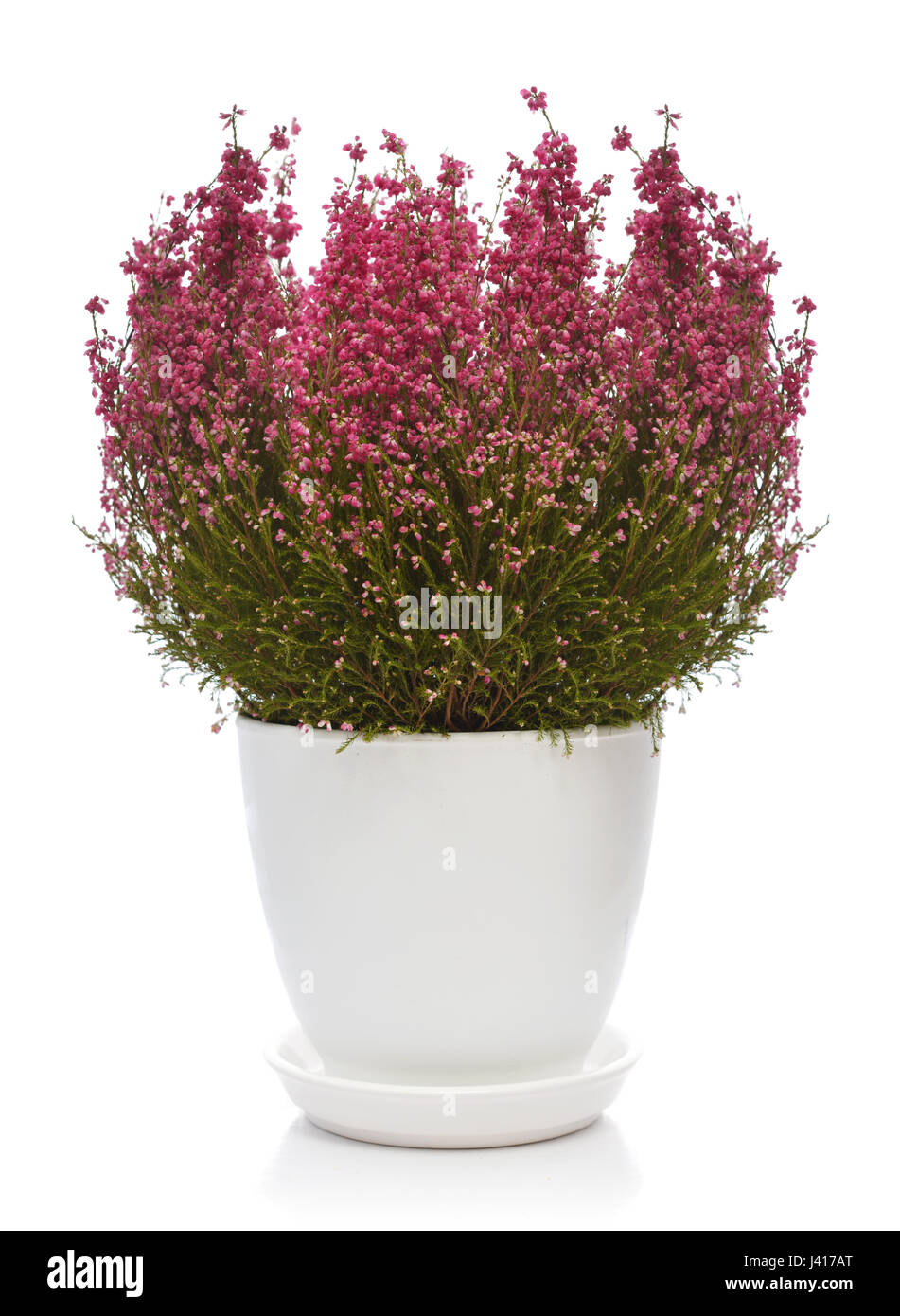Calluna vulgaris (known as common heather, ling, or simply heather) in flower pot isolated on white background Stock Photo
