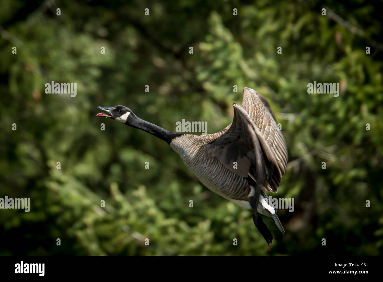 A canadian goose near Fernan Lake in Idaho takes flight Stock Photo Alamy
