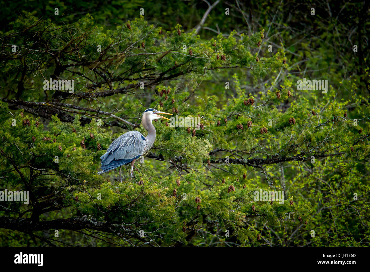 A great blue heron is perched in a pine tree near Fernan Lake in Idaho. Stock Photo