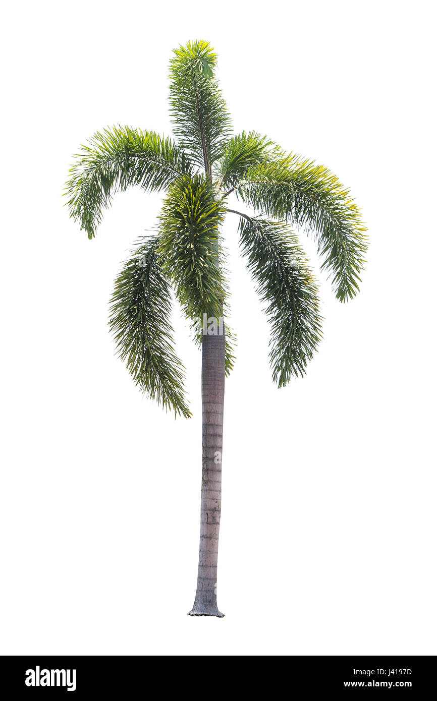 Beautiful Palm tree isolated on white background Stock Photo - Alamy
