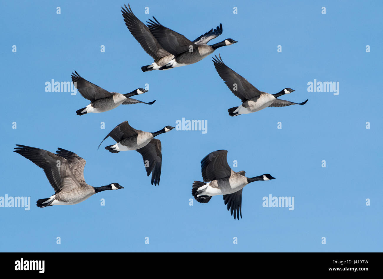 migration-of-birds-hi-res-stock-photography-and-images-alamy