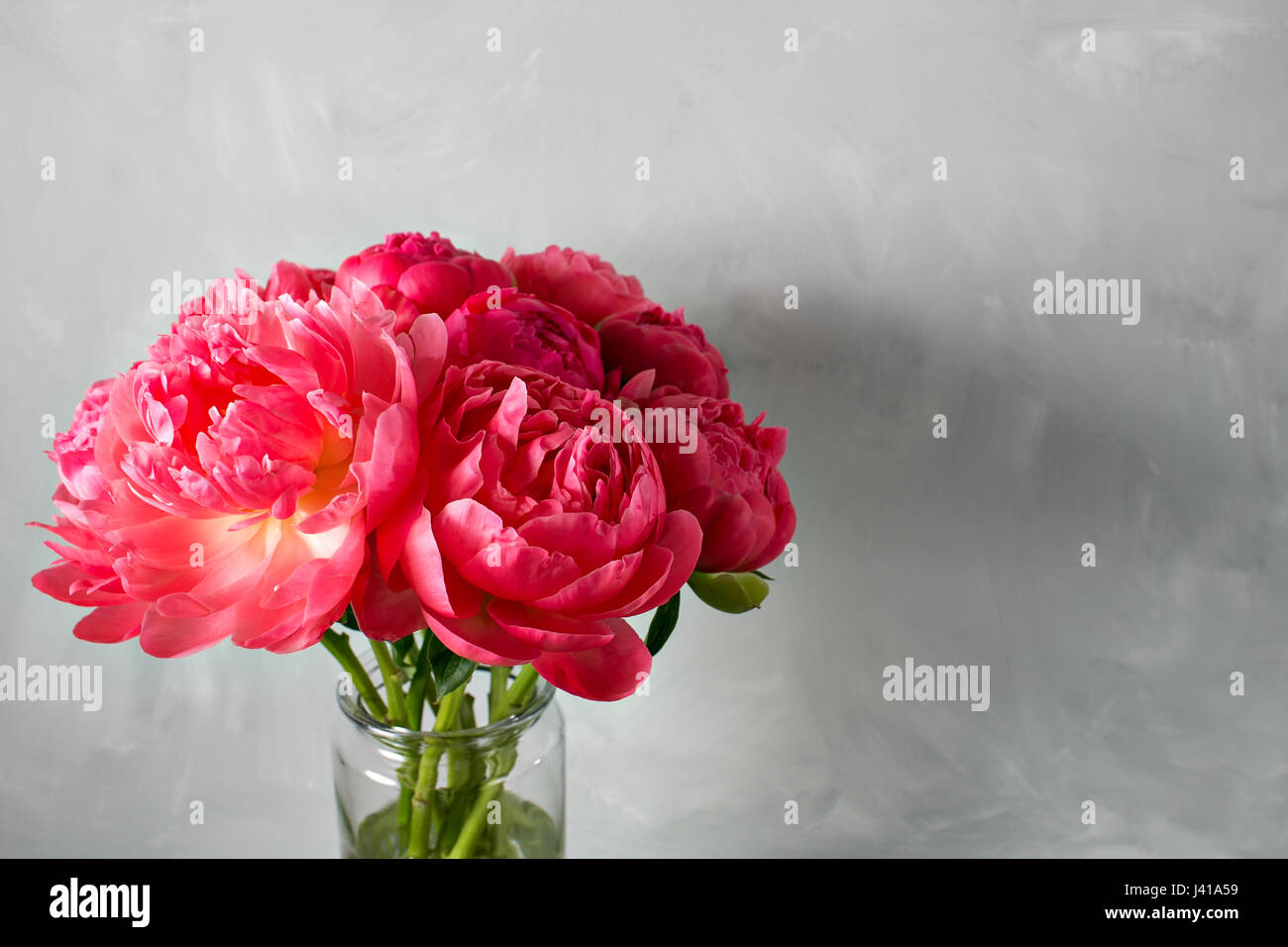 Bouquet of fresh coral peony flowers in glass vase on gray background ...