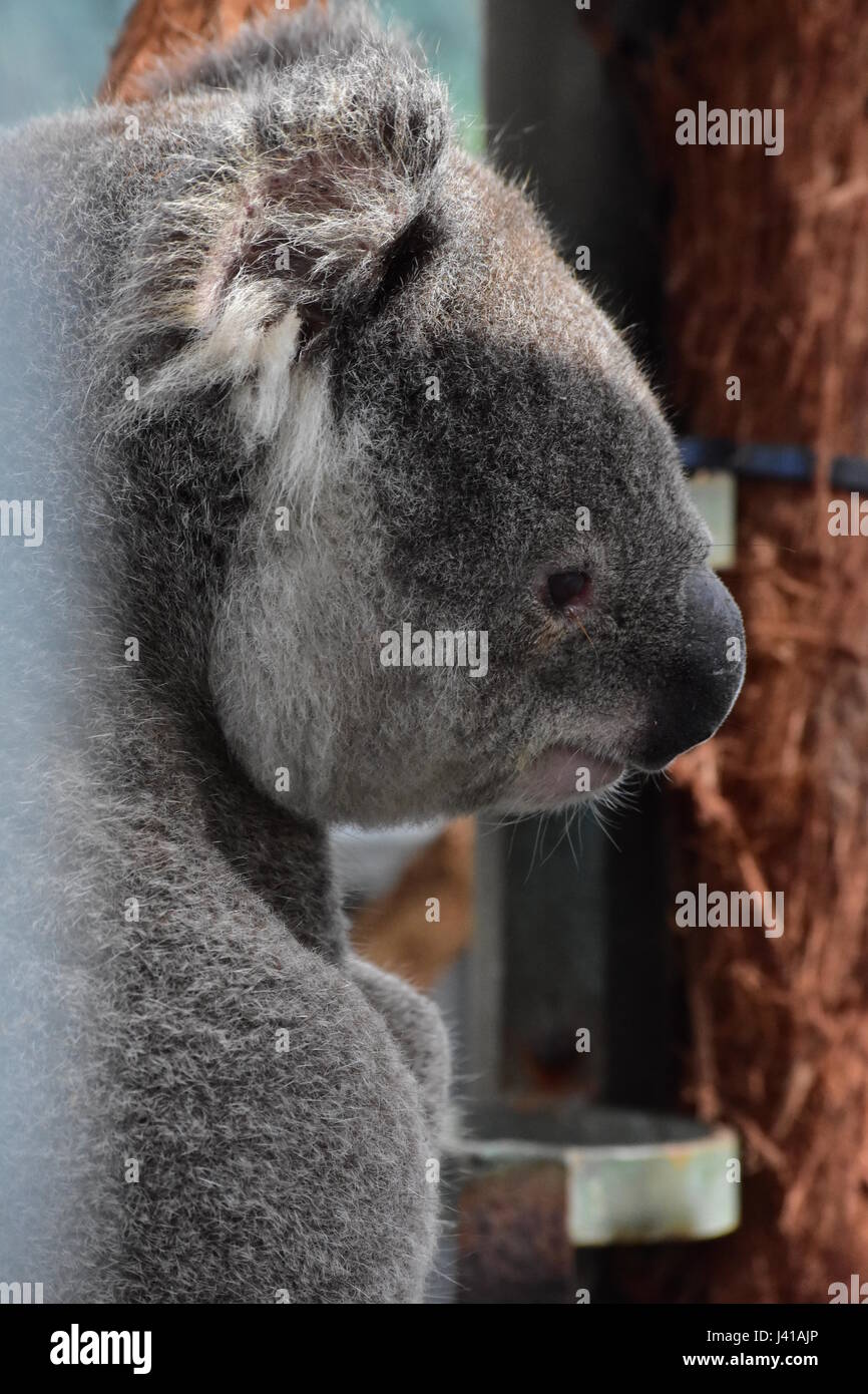 Koala bear sad hi-res stock photography and images - Alamy