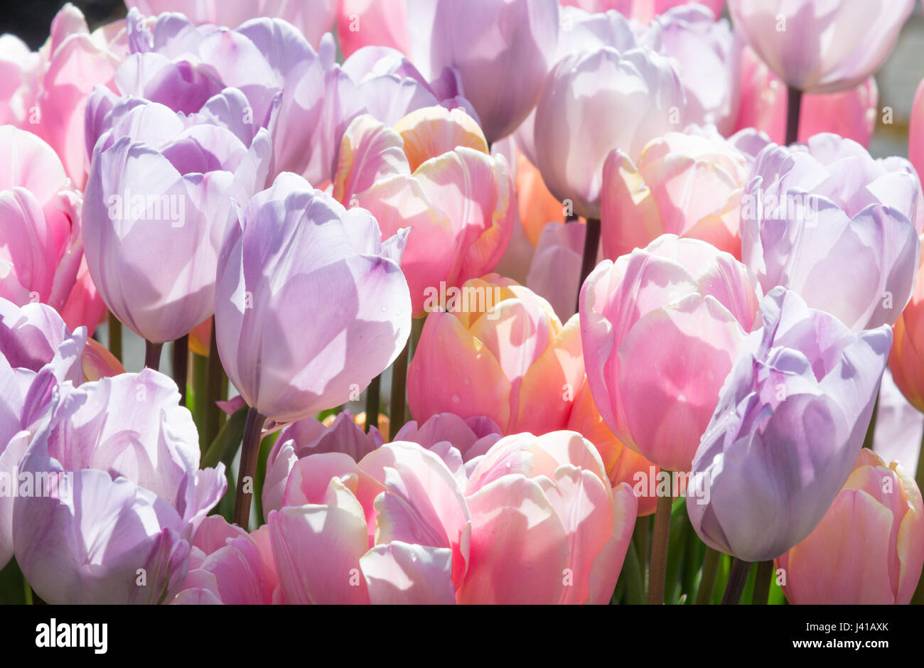 Tulip &lsquo;Jacuzzi&rsquo; and &lsquo;Mango Charm&rsquo; Stock Photo - Alamy