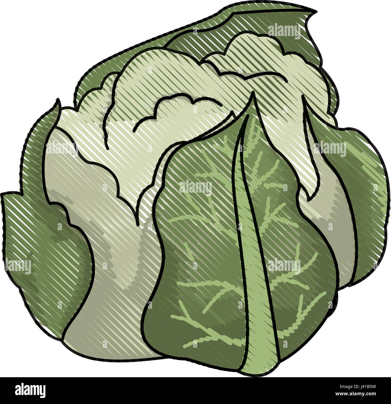 drawing cauliflower vegetable nutrition food healthy Stock Vector Image
