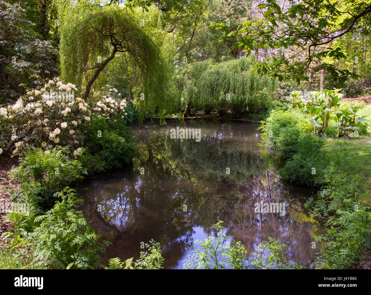 Trees and shrubs reflected in pond at Exbury gardens, Hampshire Stock