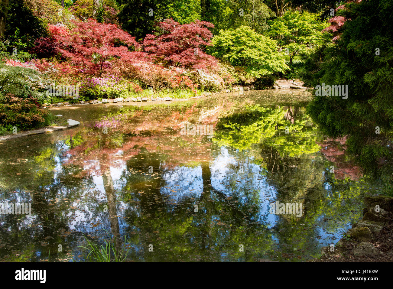 Trees and shrubs reflected in pond at Exbury gardens, Hampshire Stock