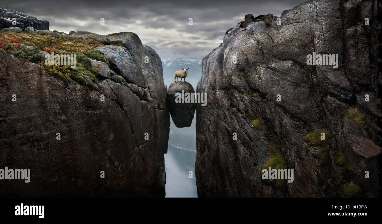 Sheep on the famous Kjeragbolten, 1000m over the Lysefjord, Norway, Scandinavia Stock Photo