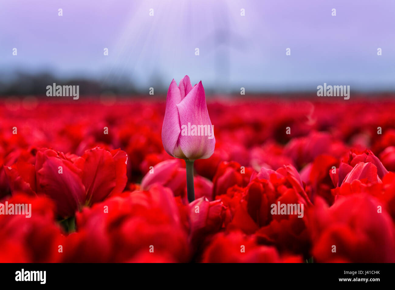 Pink lady on the red carpet, Travel to Holland in mid April to see the tulips at their best. Tulip season runs from the end of March until mid May. Stock Photo