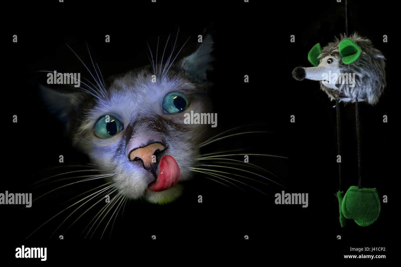 Hungry cat eyeing a toy mouse, Curious, Scared, Predator Stock Photo