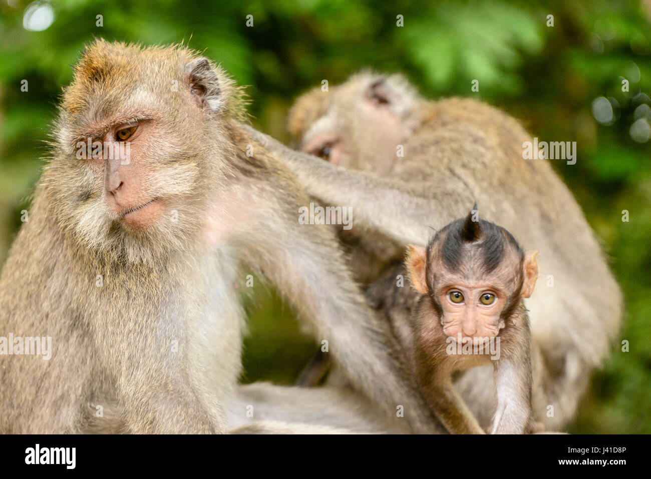 Monkey family Cynomolgus monkey Macaca fascicularis with child during grooming in the city temples of Ubud, Bali, Indonesia Stock Photo