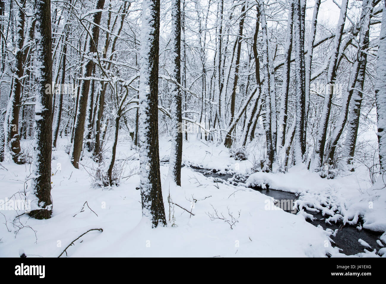 Winter wonderland forest hi-res stock photography and images - Alamy