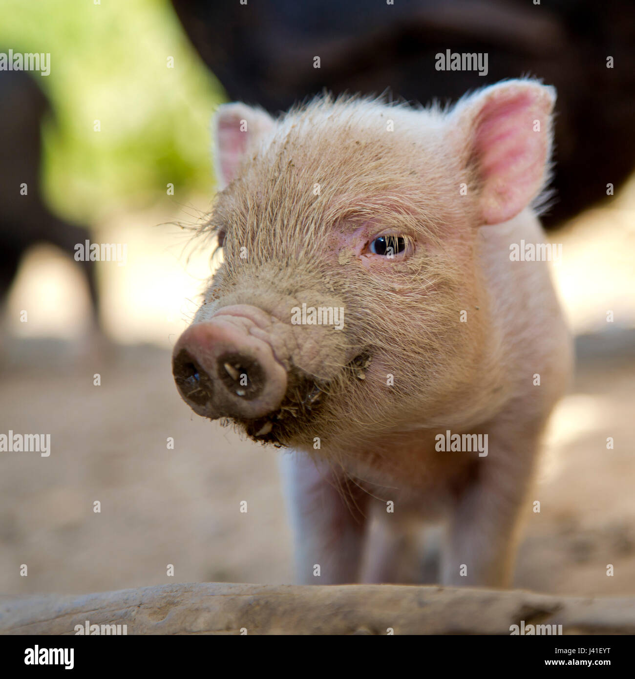 Peccary piglet at an organic farm looking bored, Edertal Gellershausen, Hesse, Germany Stock Photo