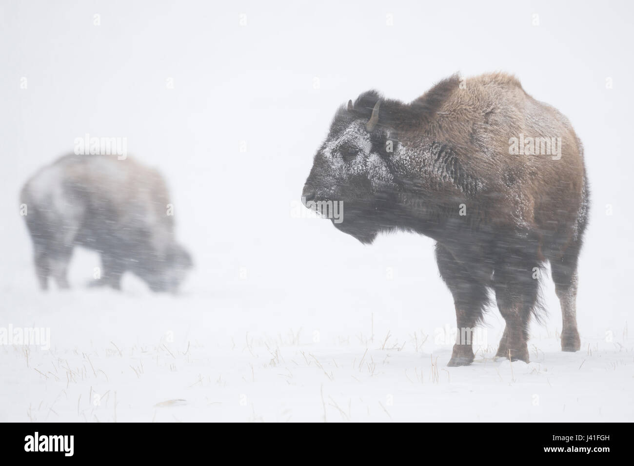 American Bison ( Bison bison ) in harsh winter weather, during a blizzard, snow storm, heavy snowfall, snow and ice crusted fur, strong winds blasting Stock Photo