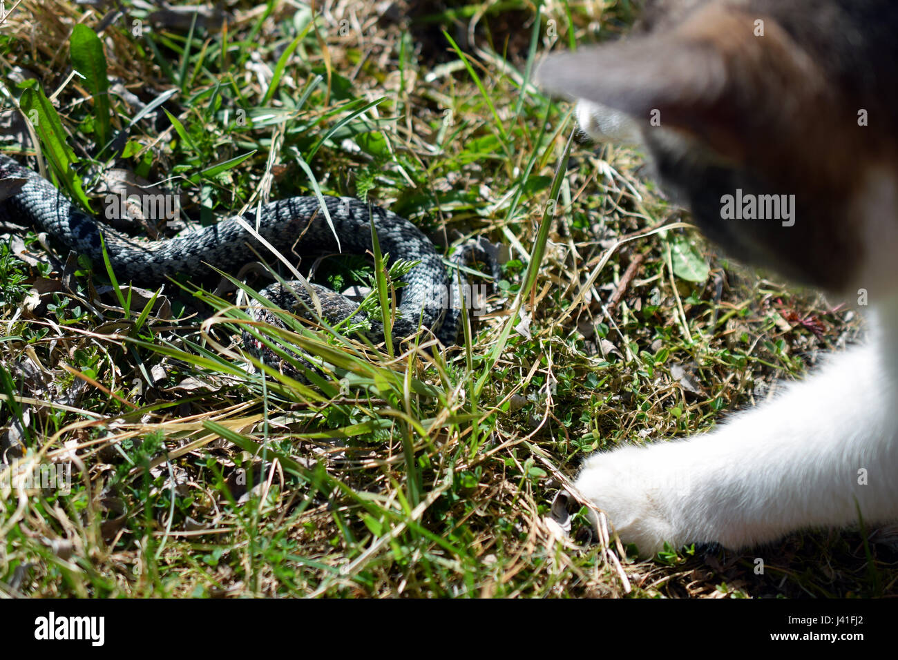 Domestic cat hunting and killing adder snake. Stock Photo