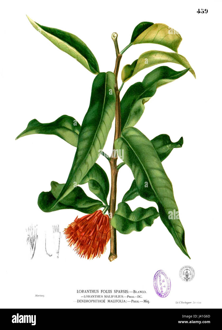 Loranthus malifolius Blanco2.459 Stock Photo