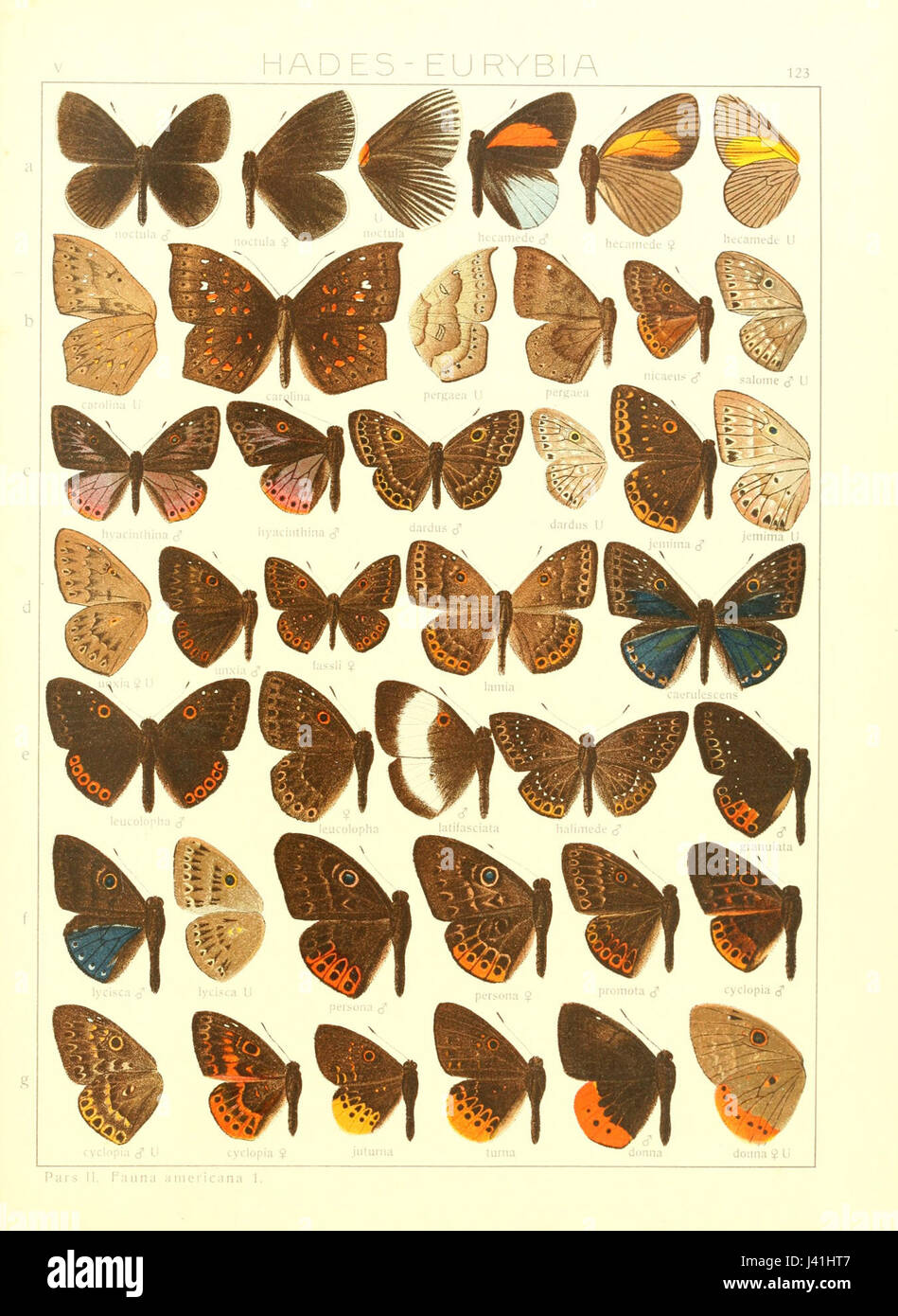 Insects classification hi-res stock photography and images - Alamy