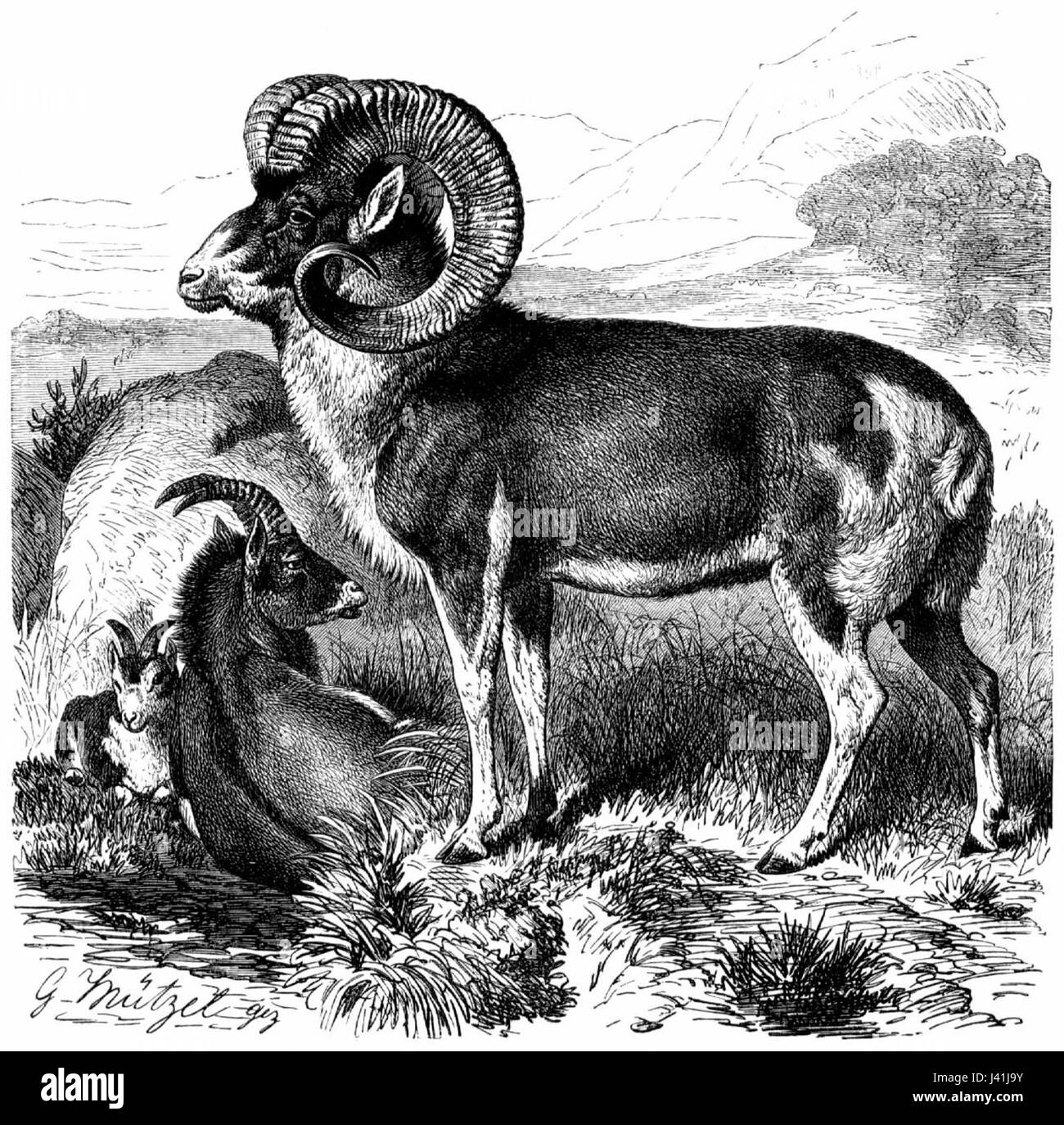 Marco polo sheep line drawing Stock Photo