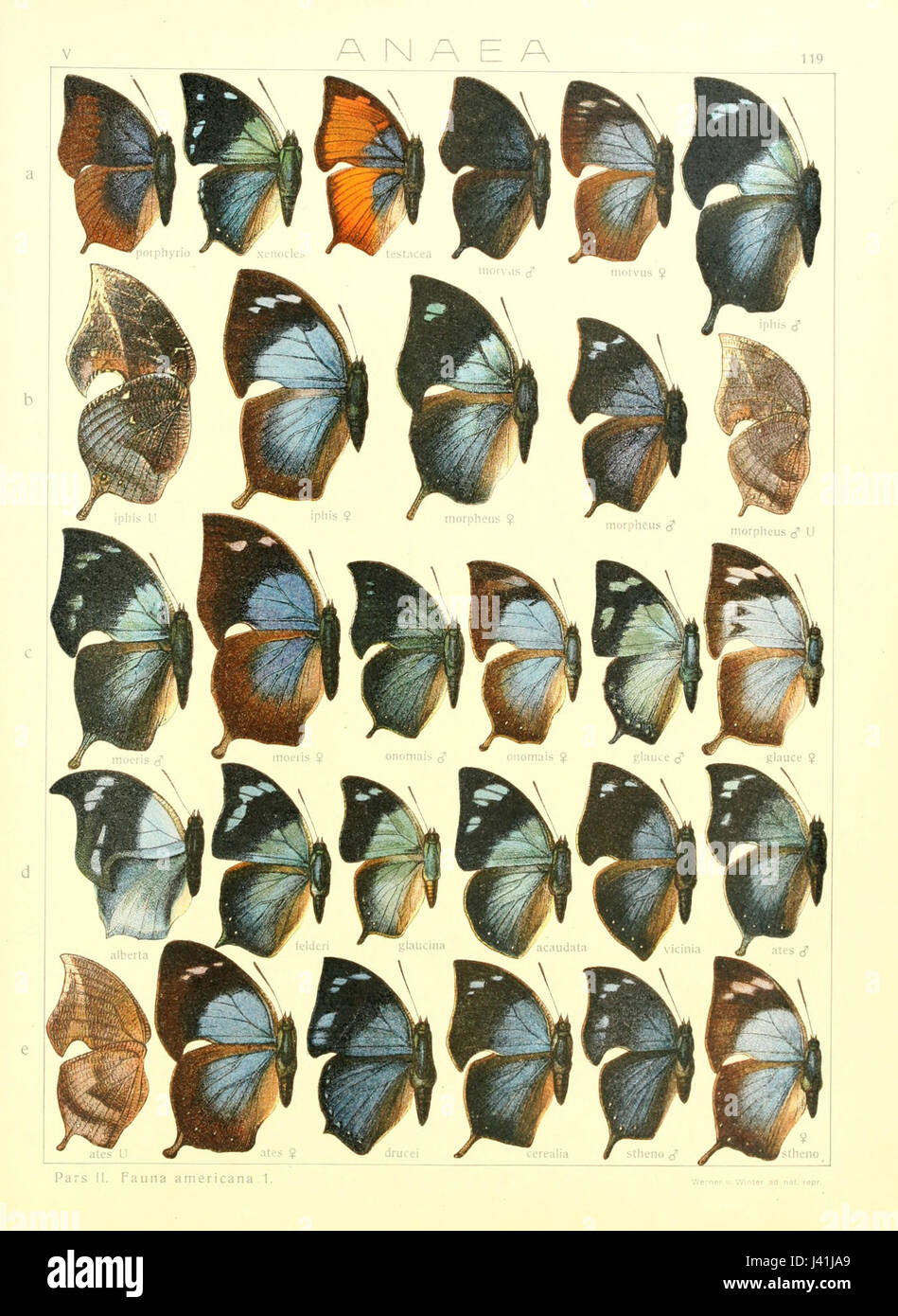 Macrolepidoptera15seit 0259 Stock Photo