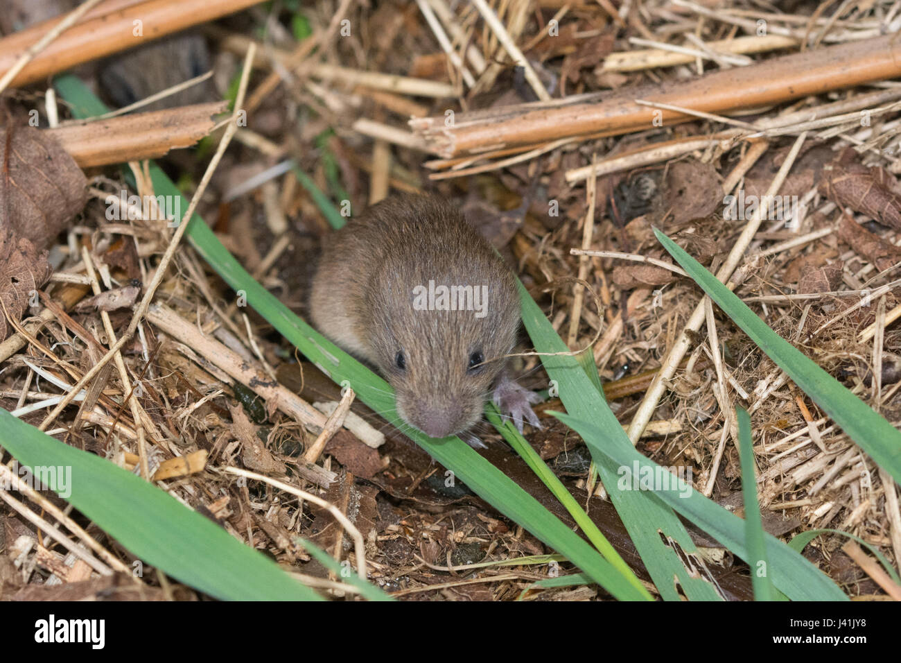 Young field vole, also known as shorttailed vole (Microtus agrestis