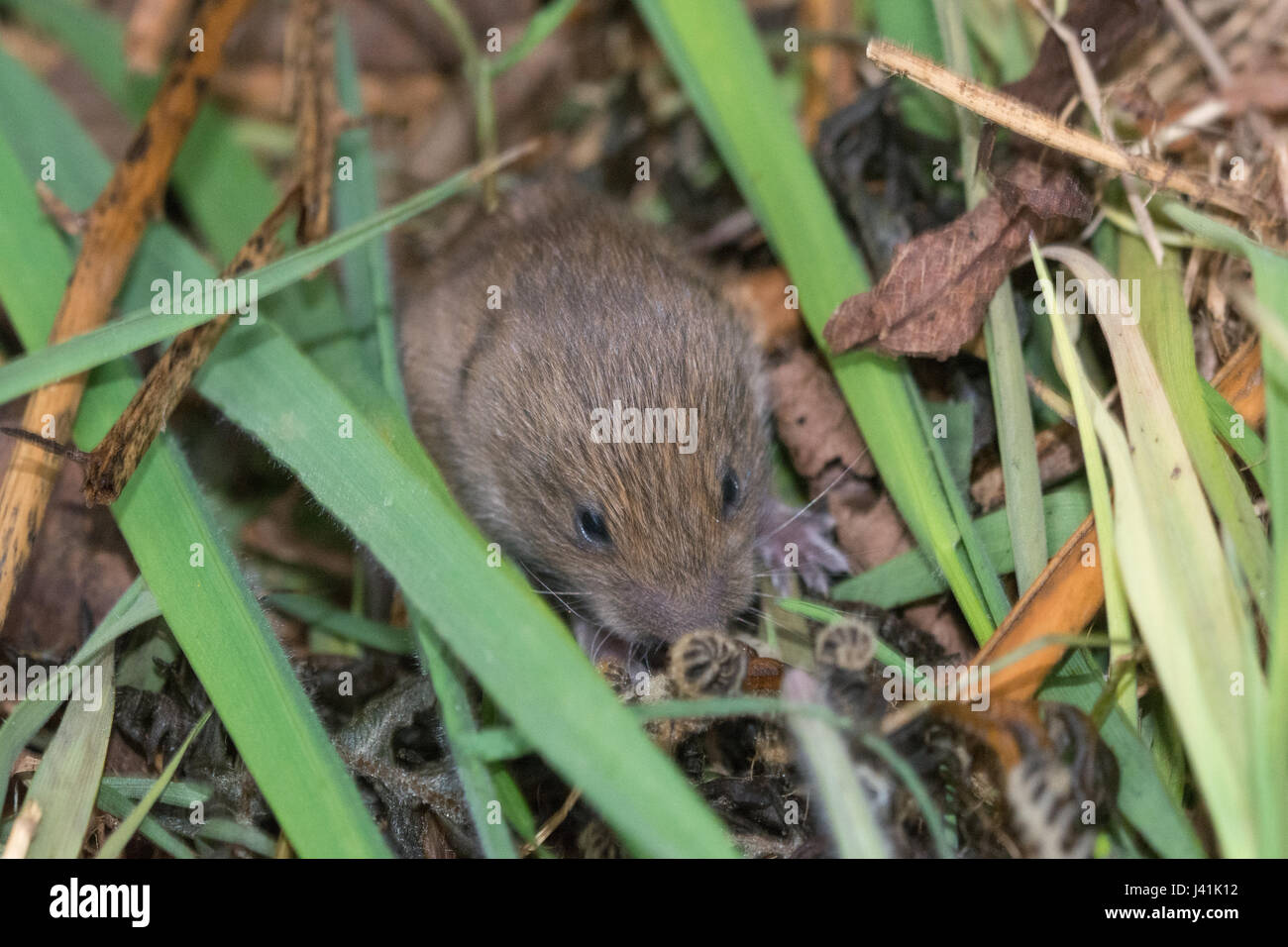 Young field vole, also known as shorttailed vole (Microtus agrestis
