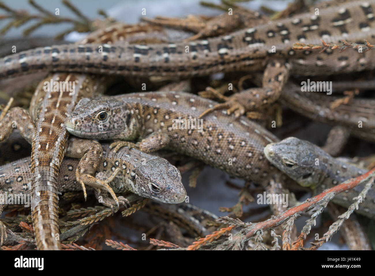 Young captive-bred sand lizards (Lacerta agilis) for re-introduction into a heathland site in Surrey, UK Stock Photo