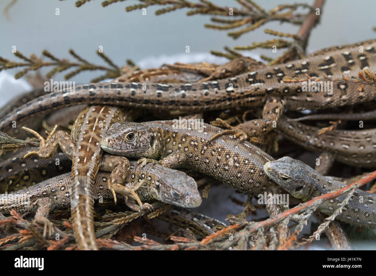 Young captive-bred sand lizards (Lacerta agilis) for re-introduction into a heathland site in Surrey, UK Stock Photo