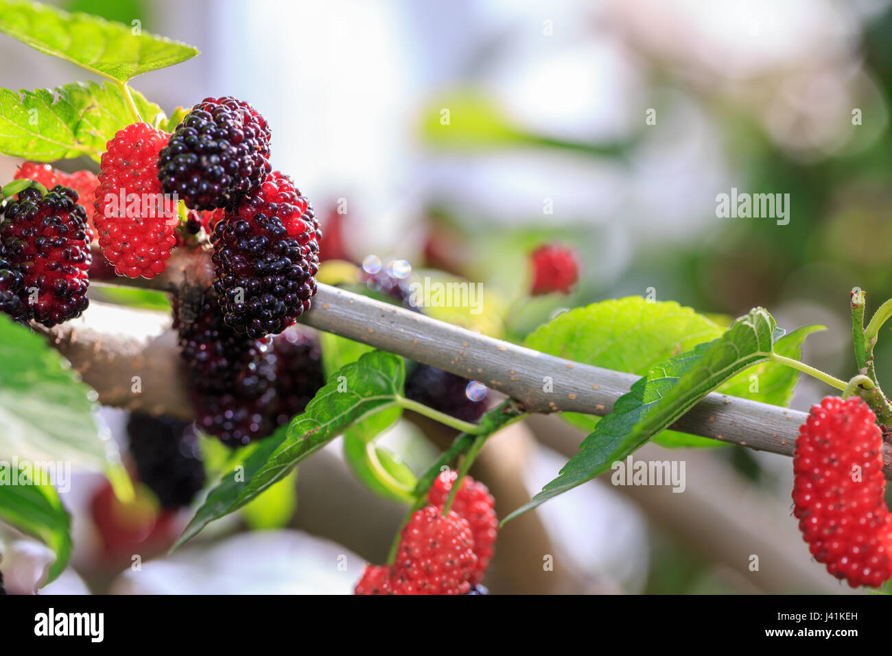 Mulberry on the branch of mulberry tree Stock Photo Alamy