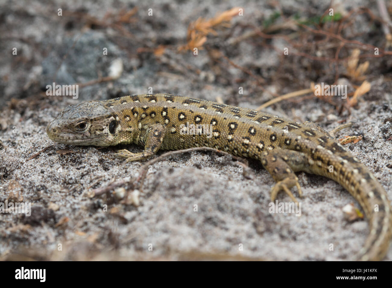 Close-up of young sand lizard (Lacerta agilis), one of a number of animals being re-introduced into a suitably-managed heathland site in Surrey, UK Stock Photo