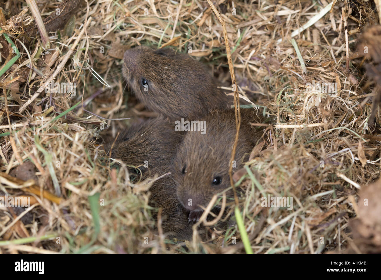 Field vole or short tailed vole microtus agrestis hires stock