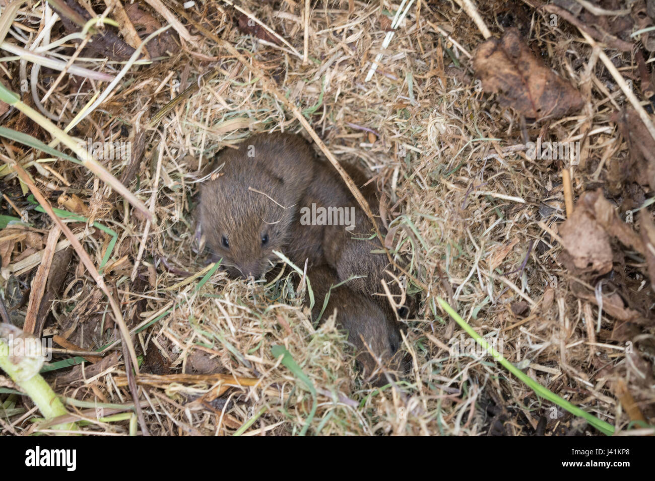Young field voles, also known as shorttailed voles (Microtus agrestis