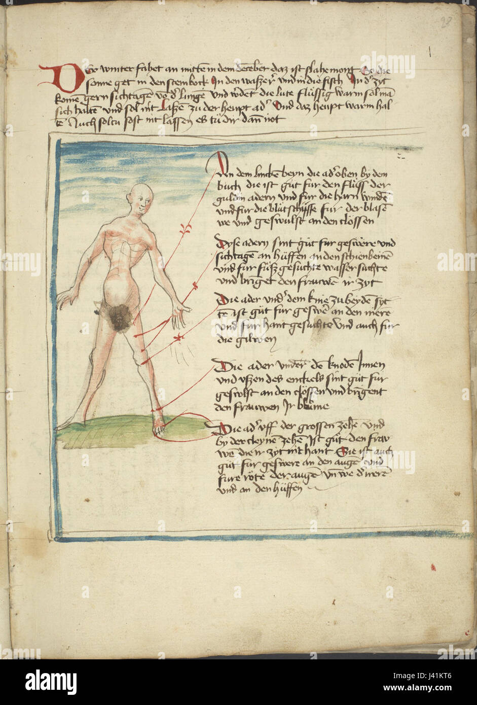A medical illustration depicting an anatomical or physiological concept ...