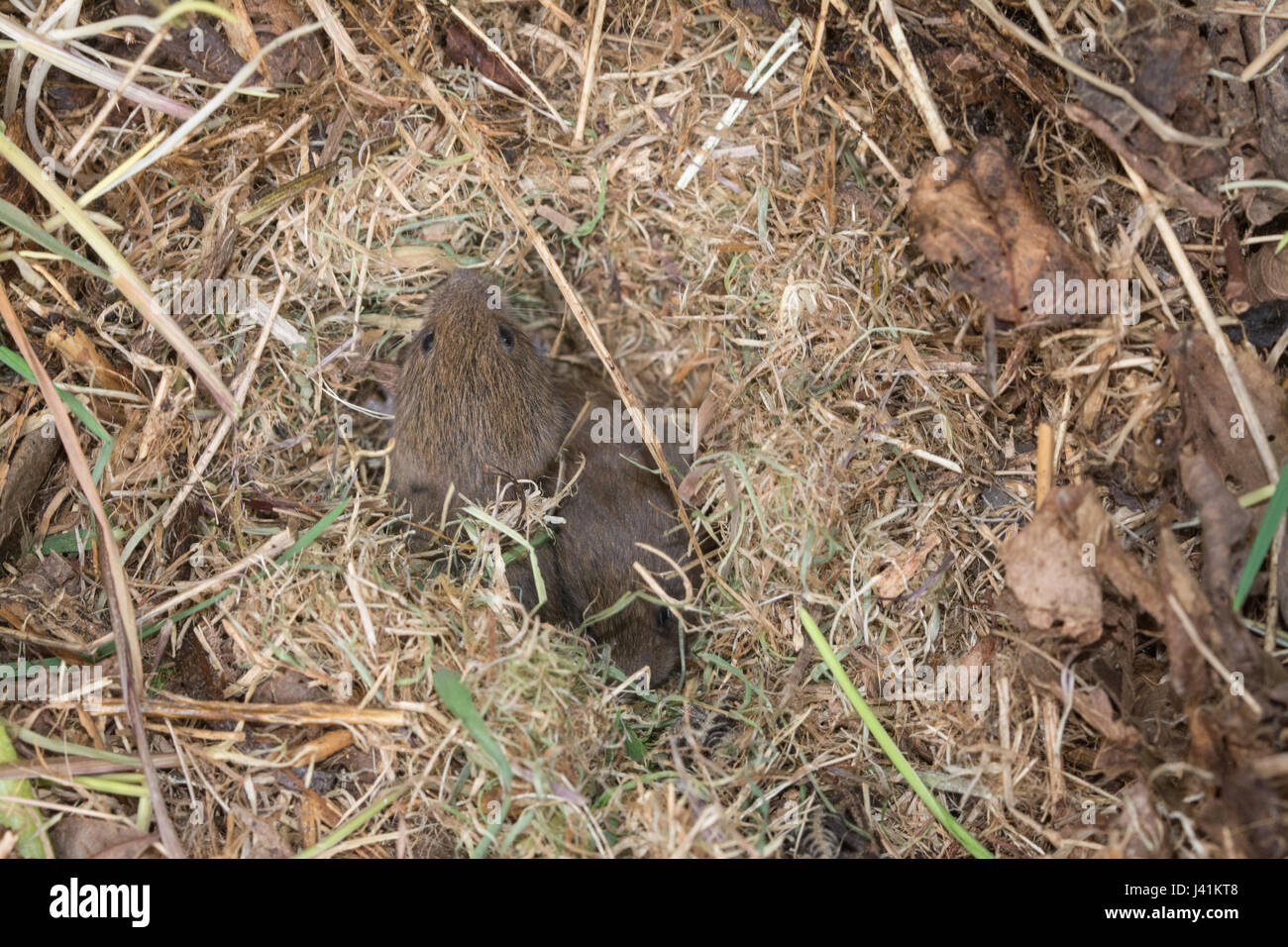 Young field voles, also known as shorttailed voles (Microtus agrestis