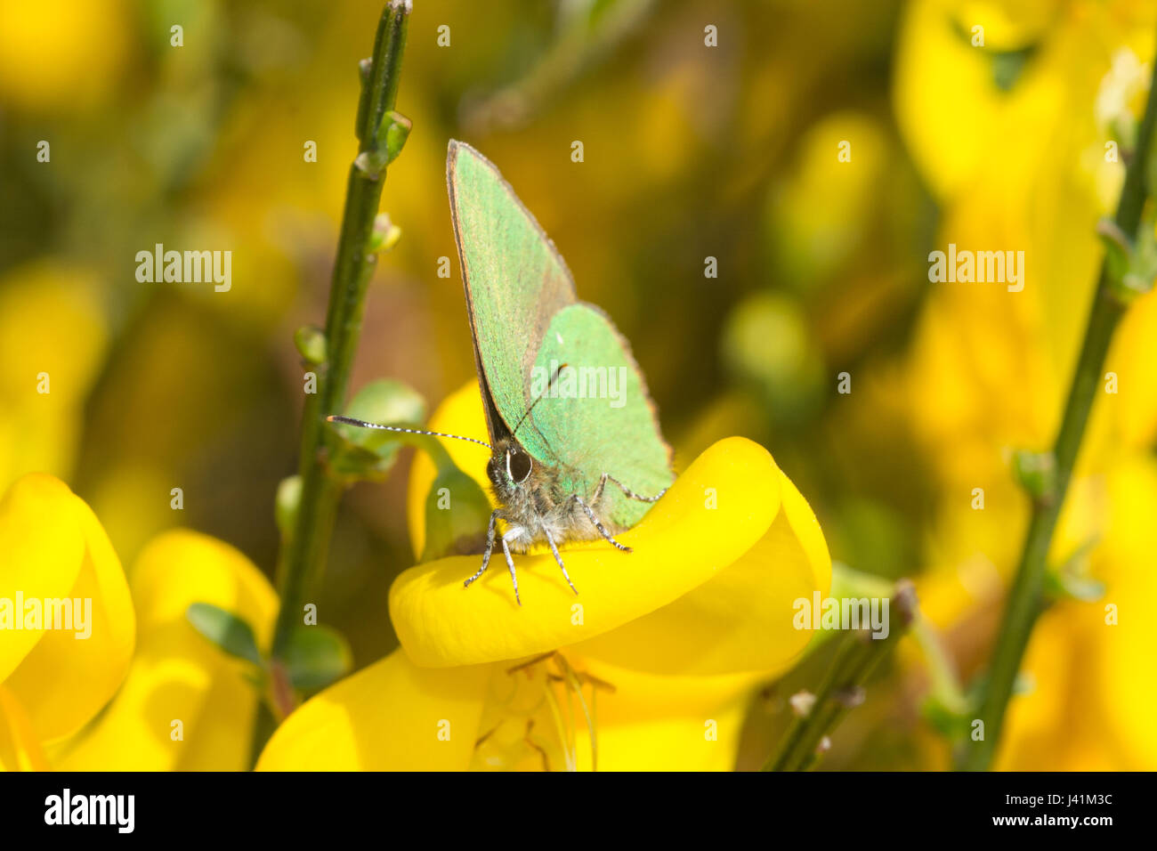 Green hairstreak butterfly (Callophrys rubi) on yellow gorse flowers Stock Photo