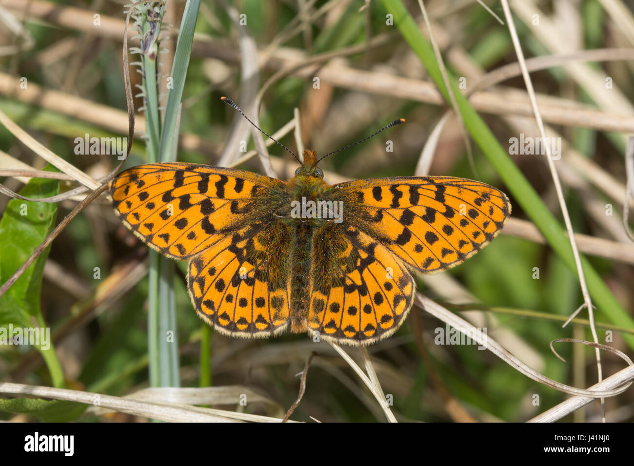 Close-up of pearl-bordered fritillary butterfly (Boloria euphrosyne) in Bentley Wood, Hampshire, UK Stock Photo
