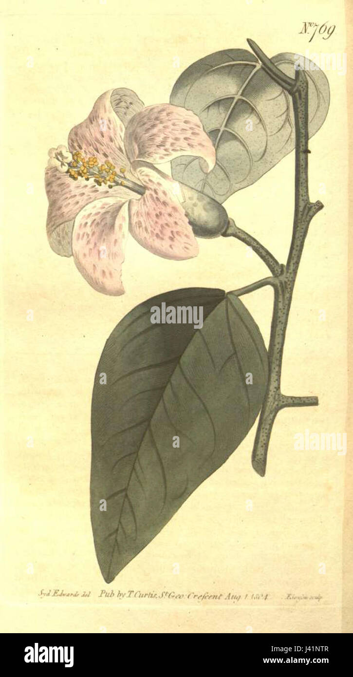 Lagunaria patersonia, commonly known as the Queensland umbrella tree ...
