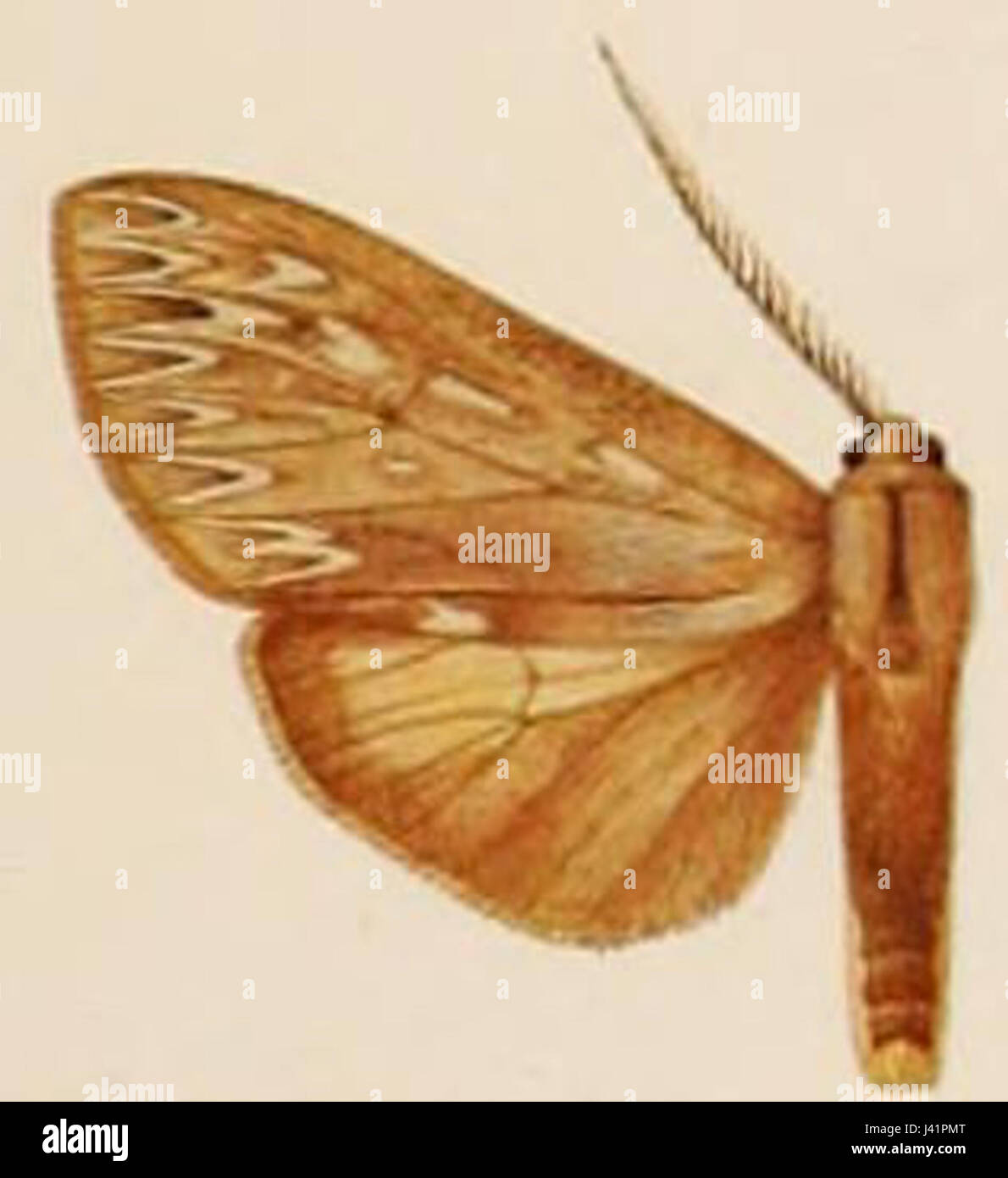 Lophocampa affinis Stock Photo