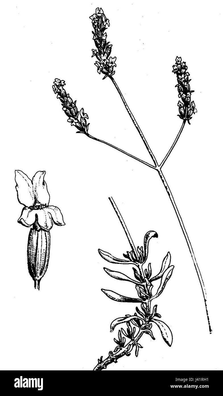 Lavandula Latifolia Stock Photo