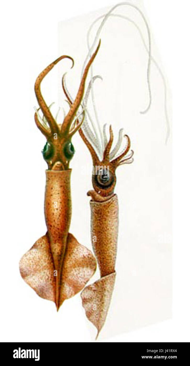 Squids adaptability hi-res stock photography and images - Alamy
