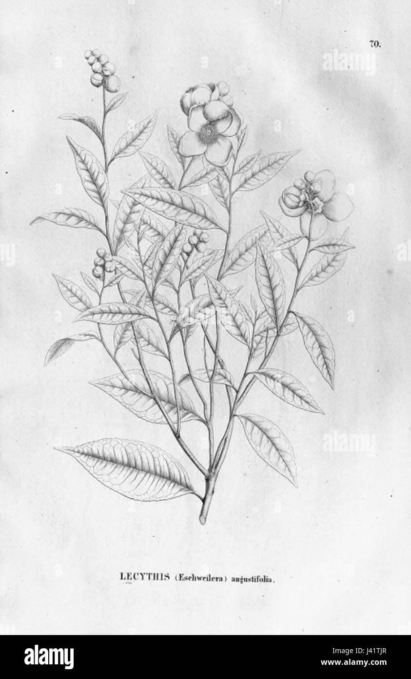 Lecythis angustifolia Stock Photo