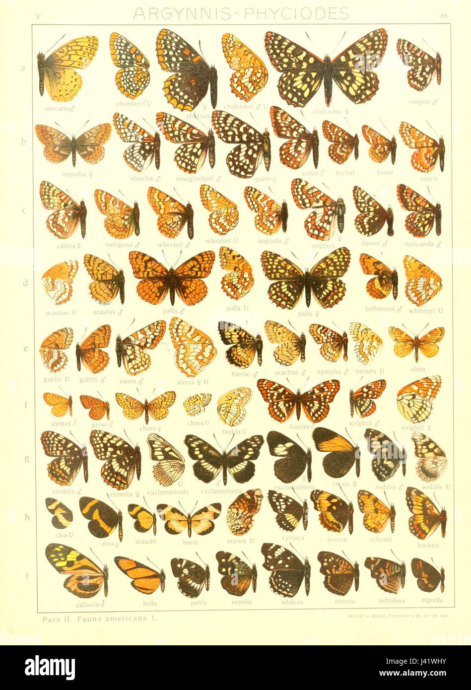 Insect Etry Macrolepidoptera is a term referring to large moths and butterflies ...