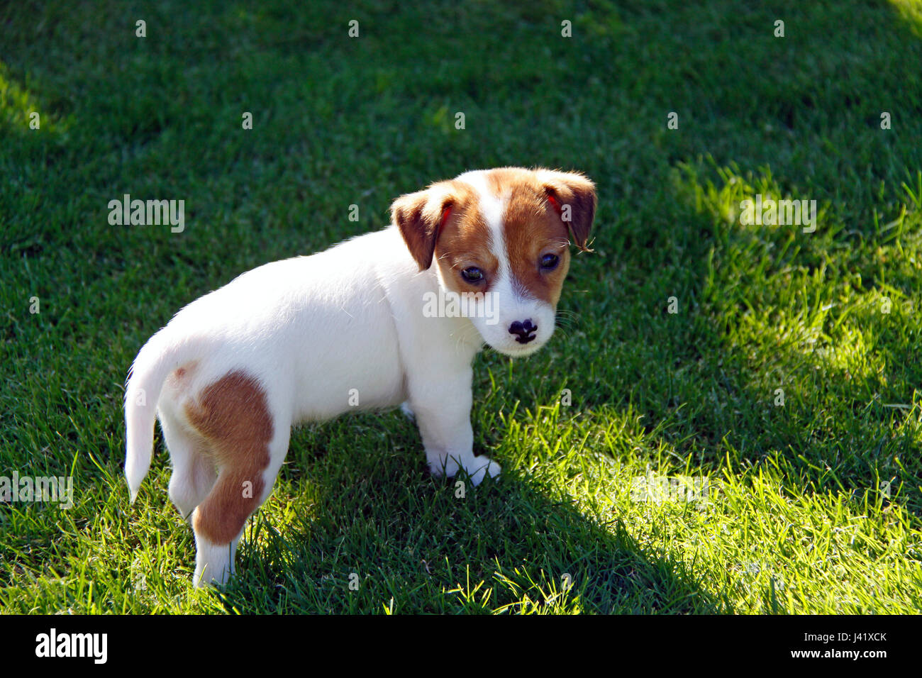 jack Russell terrier Stock Photo