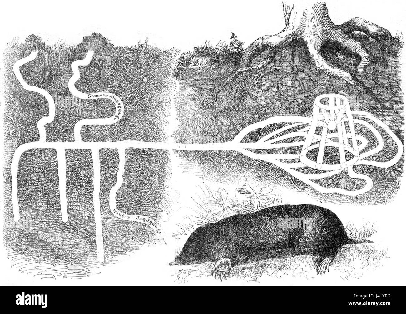  Maulwurf Bau drawing Stock Photo - Alamy Bildidee 