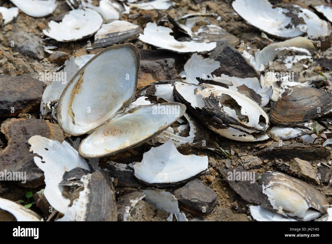 Freshwater mussel hi-res stock photography and images - Alamy