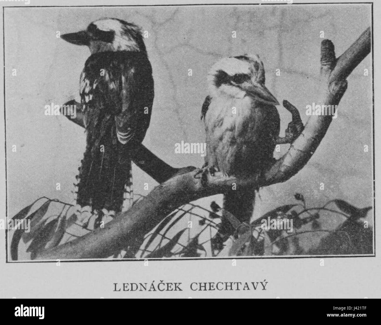Kookaburra 1901 Korensky Stock Photo