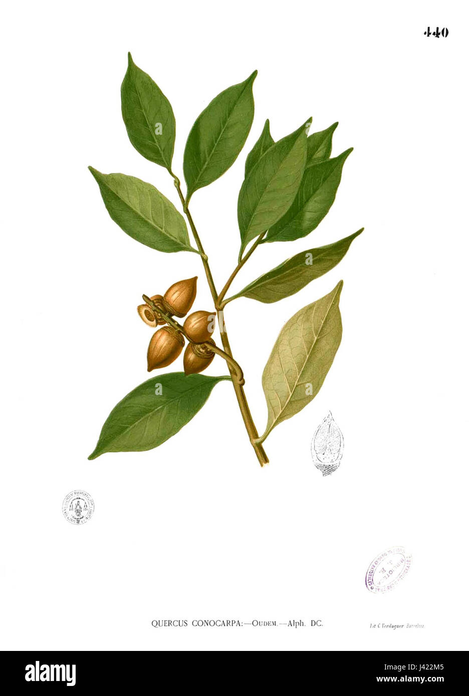 Lithocarpus pseudoreinwardtii Blanco2.440 Stock Photo