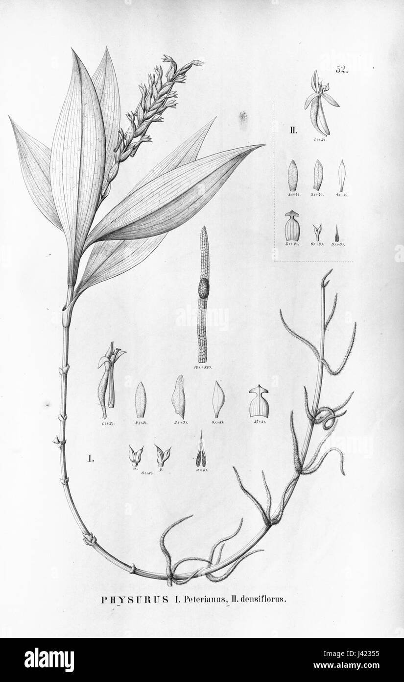 Ligeophila peteriana (as Physurus peterianus)   Aspidogyne foliosa (as Physurus densiflorus)   Flora Brasiliensis 3 4 52 Stock Photo