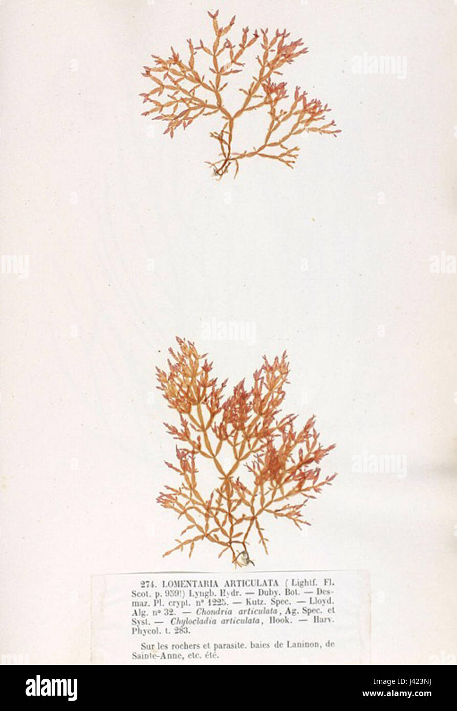 Lomentaria articulata Crouan Stock Photo