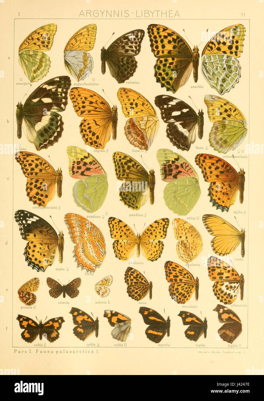 Insect Etry 'Macrolepidoptera01seitz 0149' refers to an entry from a scientific ...