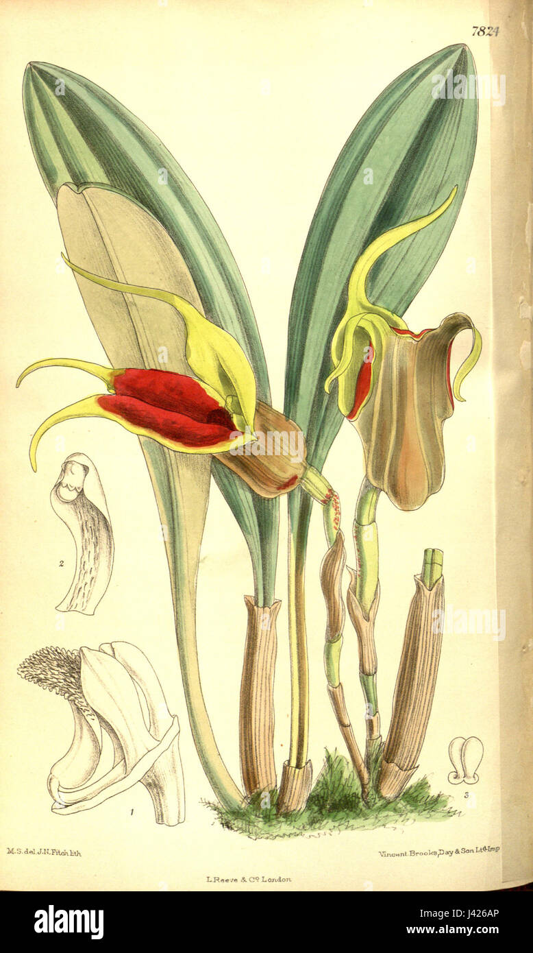 Masdevallia elephanticeps   Curtis' 128 (Ser. 3 no. 58) pl. 7824 (1902) Stock Photo